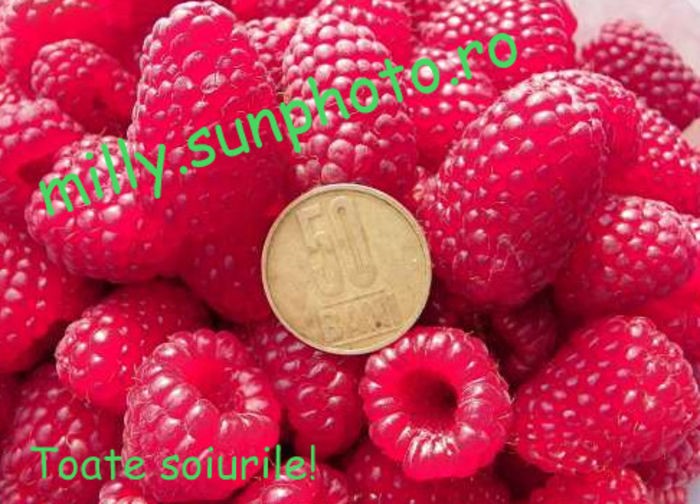  - Zmeura TWO TIMER SUGANA Rosu sibersz