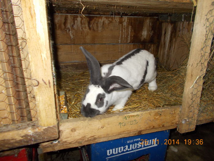 DSCN0057 - iepuri 2014