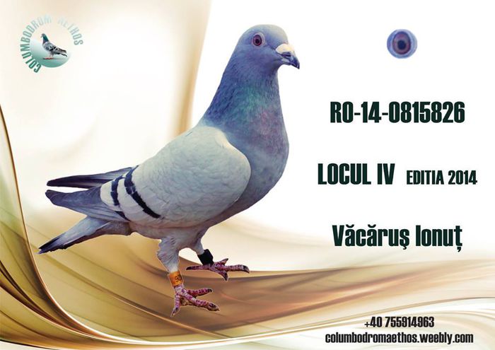 loc 4 col. Aethos Cluj editia 2014 - 00 -Contact