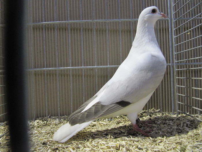 Ulm 2014 390 - Expozitia nationala a Germaniei - Ulm 2014