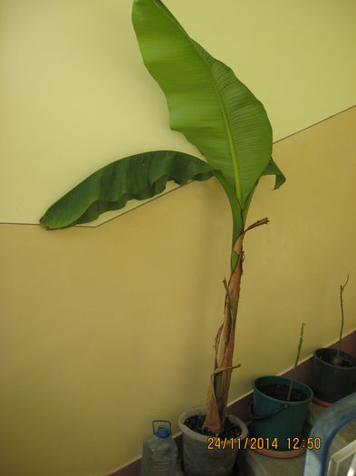 La iernat pe scara blocului. - Banan