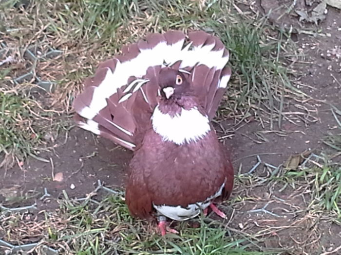 20141125_145927 - CASTANII DE CRAIOVA