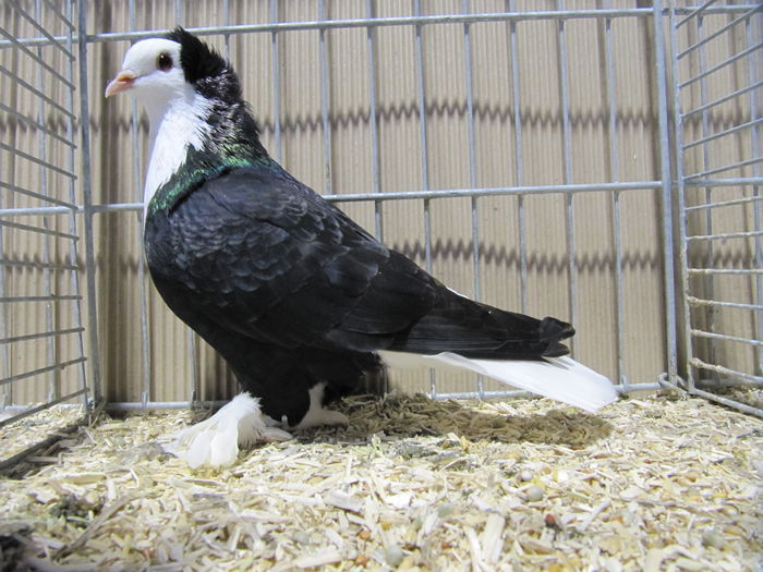 Ulm 2014 391 - Expozitia nationala a Germaniei - Ulm 2014