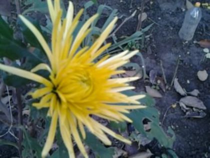 Fotografie3412 - alte flori 2