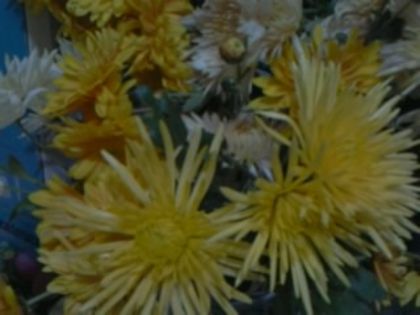 Fotografie3420 - alte flori 2