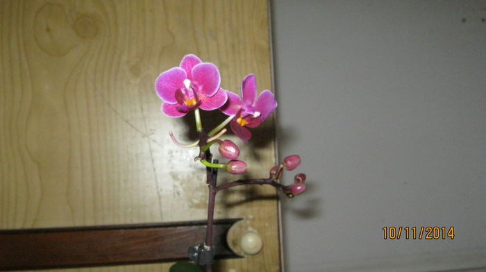 miniorhidee - Orhidee