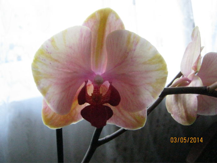 IMG_8251 - Orhidee