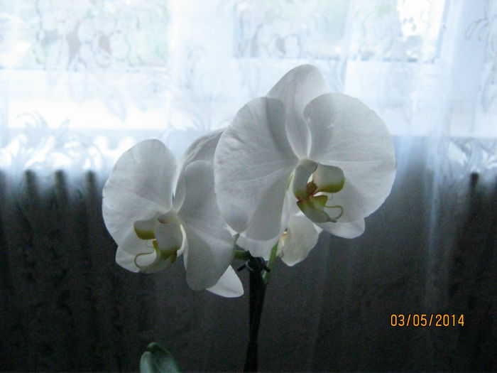 IMG_8258 - Orhidee