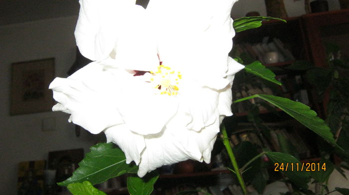 IMG_8577 - hibiscus