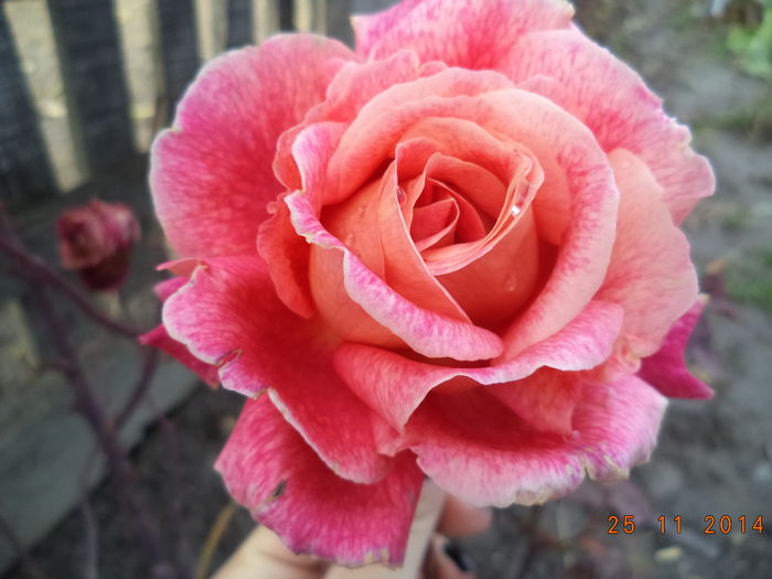 DSC02027 - Trandafiri 2014