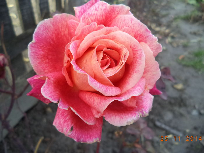 DSC02028 - Trandafiri 2014