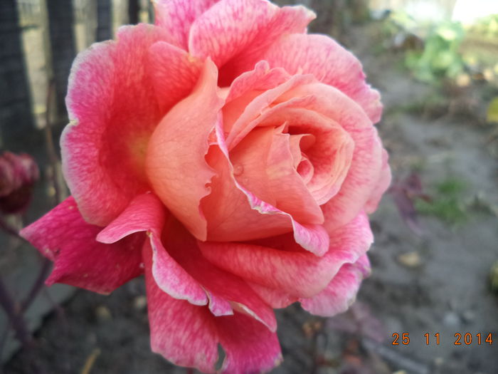 DSC02029 - Trandafiri 2014