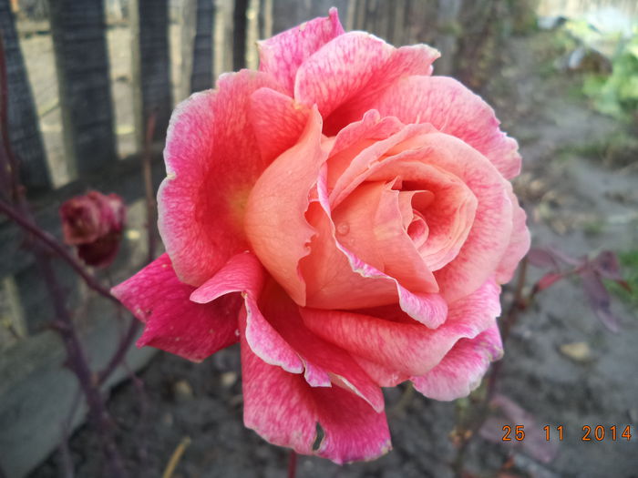 DSC02030 - Trandafiri 2014