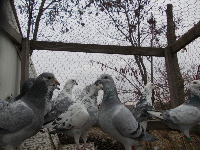 Picture 661 - porumbei argintii-negrii-albi-cuci