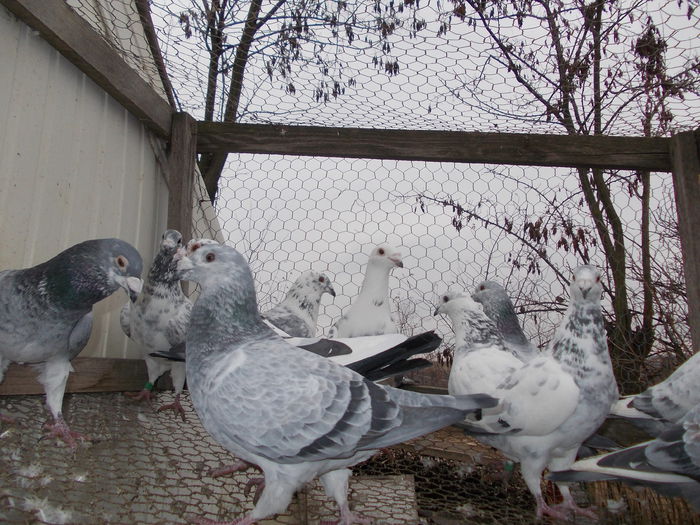 Picture 656 - porumbei argintii-negrii-albi-cuci