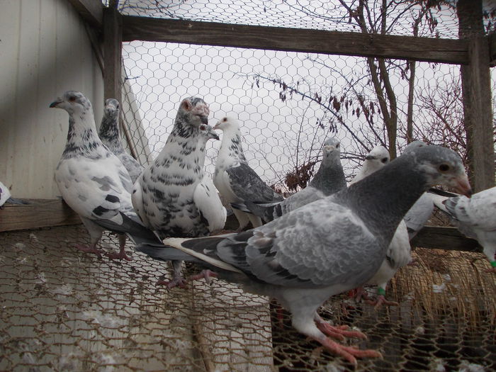 Picture 654 - porumbei argintii-negrii-albi-cuci