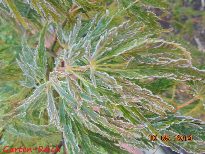 Acer palmatum disectum