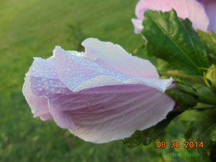 Hibiskus - Detalii-Details