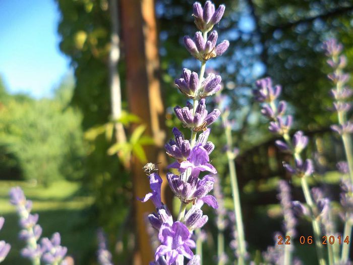 Lavendel-Levantica - Detalii-Details