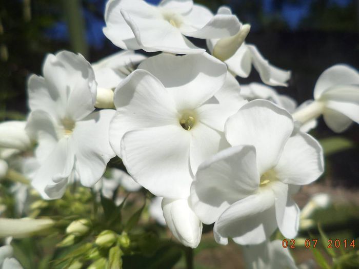 Phlox1