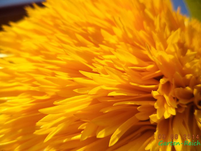 Sonnenblume1