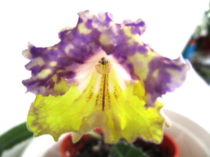 7074 - Streptocarpusi 2014