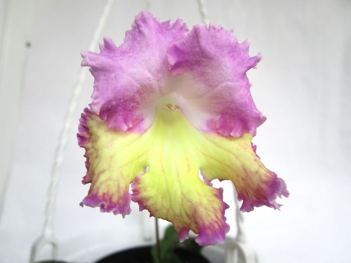 Mira (26-XI-2014) - Streptocarpusi 2014