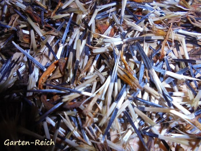 DSC02280 - Detalii-Details