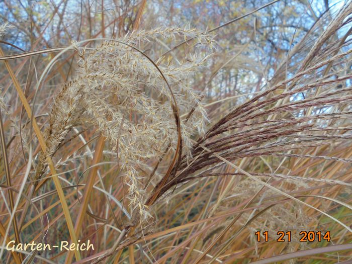 DSC02355 - Detalii-Details