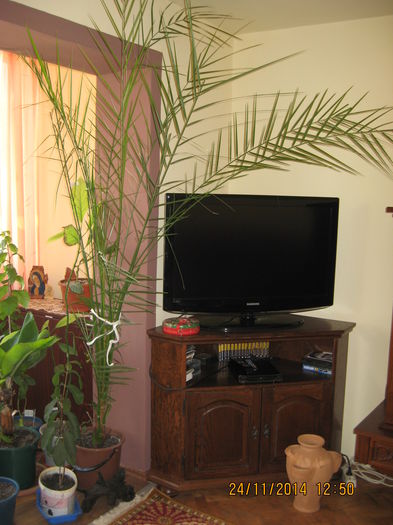 Curmal,guava,bananier pitic,avocado. - 3 ARBUSTI FRUCTIFERI SI ORNAMENTALI