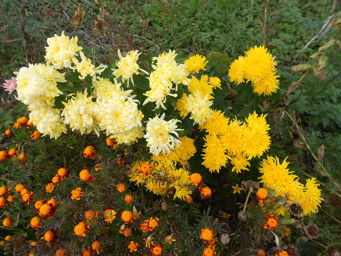 065 - Crizanteme 2014