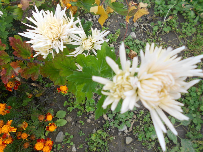 066 - Crizanteme 2014