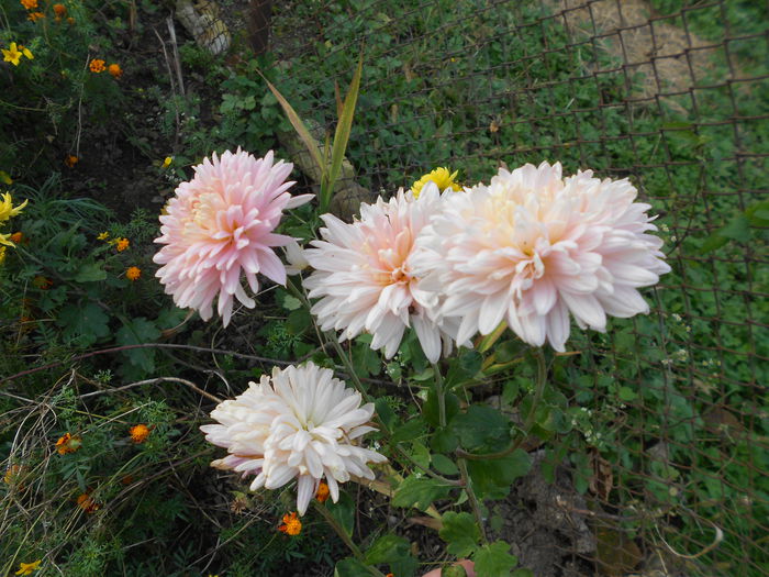 067 - Crizanteme 2014
