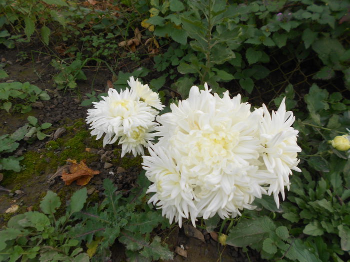 069 - Crizanteme 2014