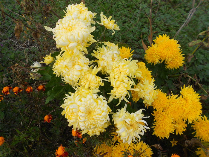 082 - Crizanteme 2014
