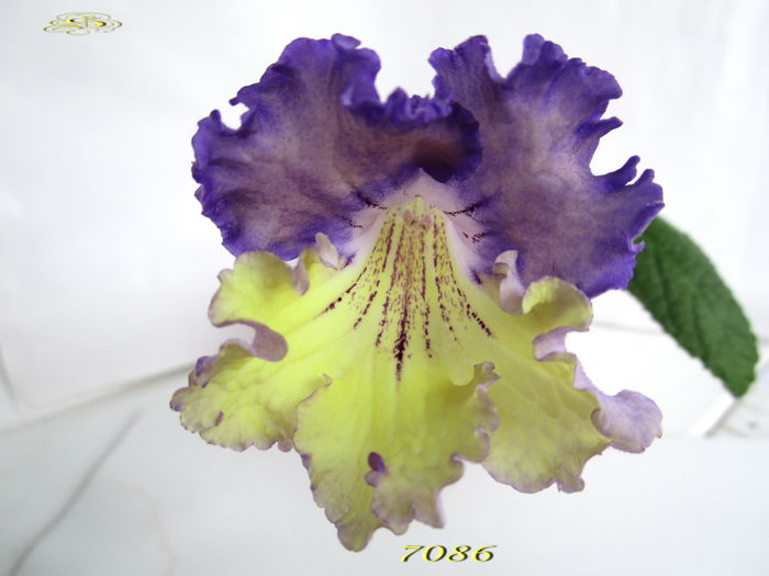 7086 (26-XI-2014) - Streptocarpusi 2014