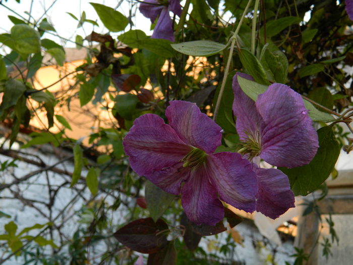 DSCN4288 - CLEMATITA_DE_NOIEMBRIE_2014