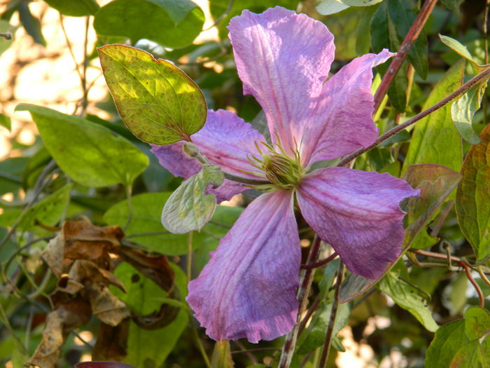 DSCN4418 - CLEMATITA_DE_NOIEMBRIE_2014