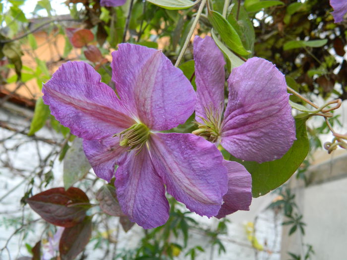 DSCN4573 - CLEMATITA_DE_NOIEMBRIE_2014