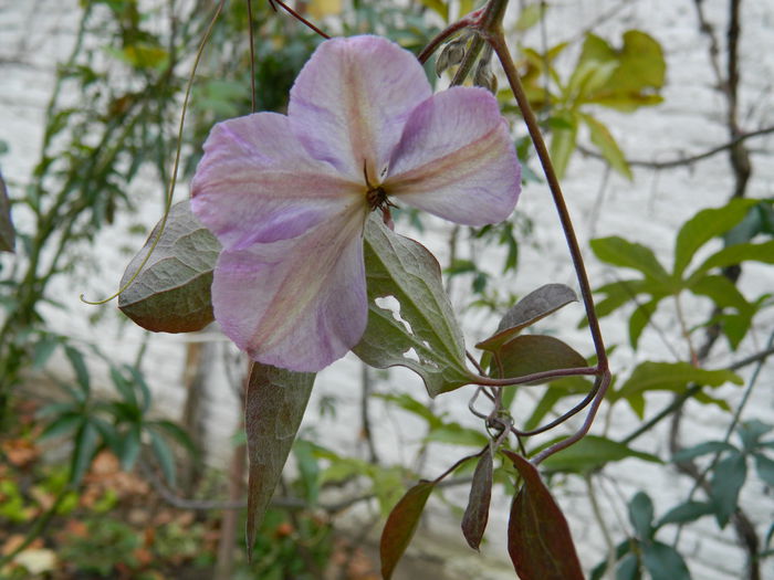 DSCN4580 - CLEMATITA_DE_NOIEMBRIE_2014