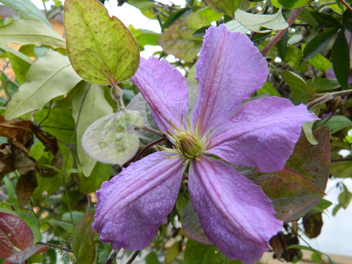 DSCN4582 - CLEMATITA_DE_NOIEMBRIE_2014