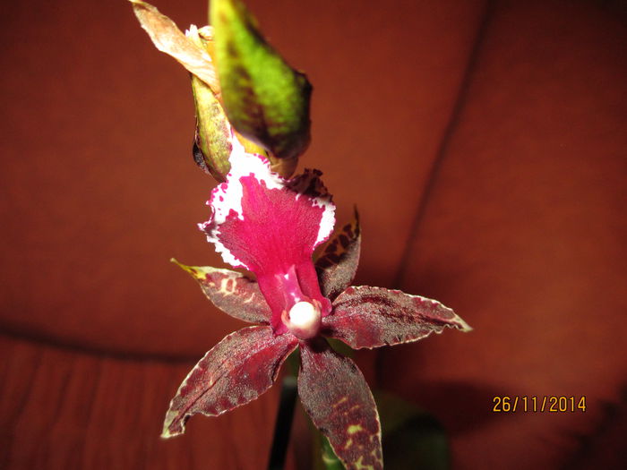 Odontoglossum Remember 2 2014.11.26 1