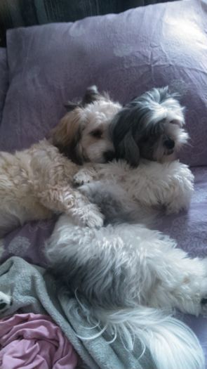 DSC_0736 - Fritz  Bella  Mimi