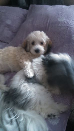 DSC_0737 - Fritz  Bella  Mimi