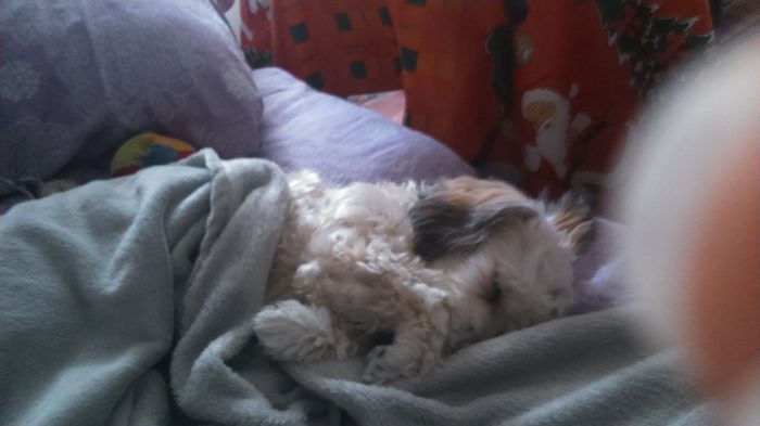 DSC_0739 - Fritz  Bella  Mimi