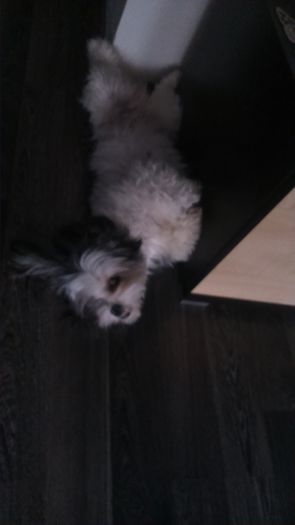 DSC_0735 - Fritz  Bella  Mimi