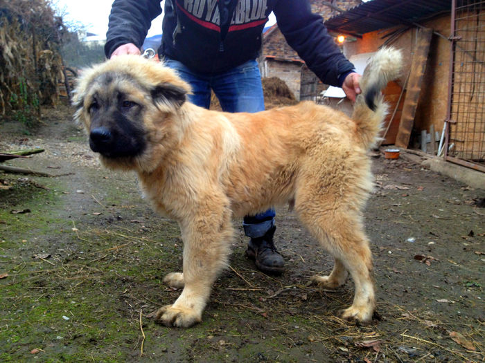 Asamo; 6 luni0 un mascul bine definit, osatura impresionanta, corpolent, bun de paza ,v-a fi un mascul mare si se v-a impune prin marime, este fiul tatalui desigur!
