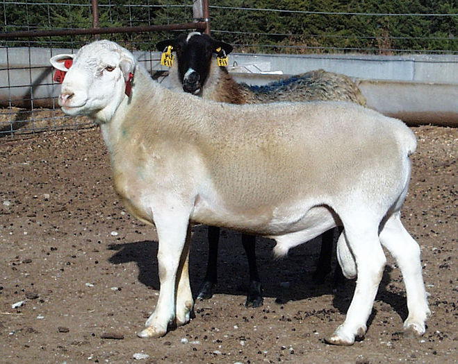 Berbec Dorper alb - Rase de oi si capre-Poze deosebite 2