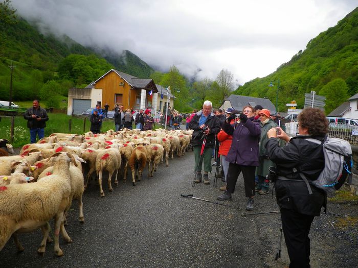 Cu oile in nordul Pirineilor