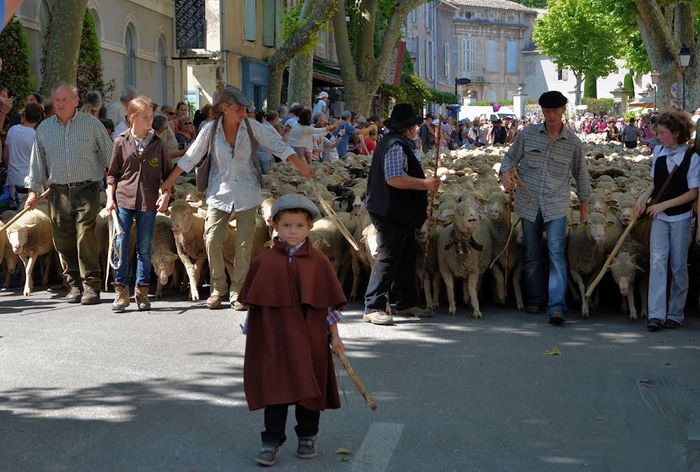 Cu oile in transhumanta in Saint Remy